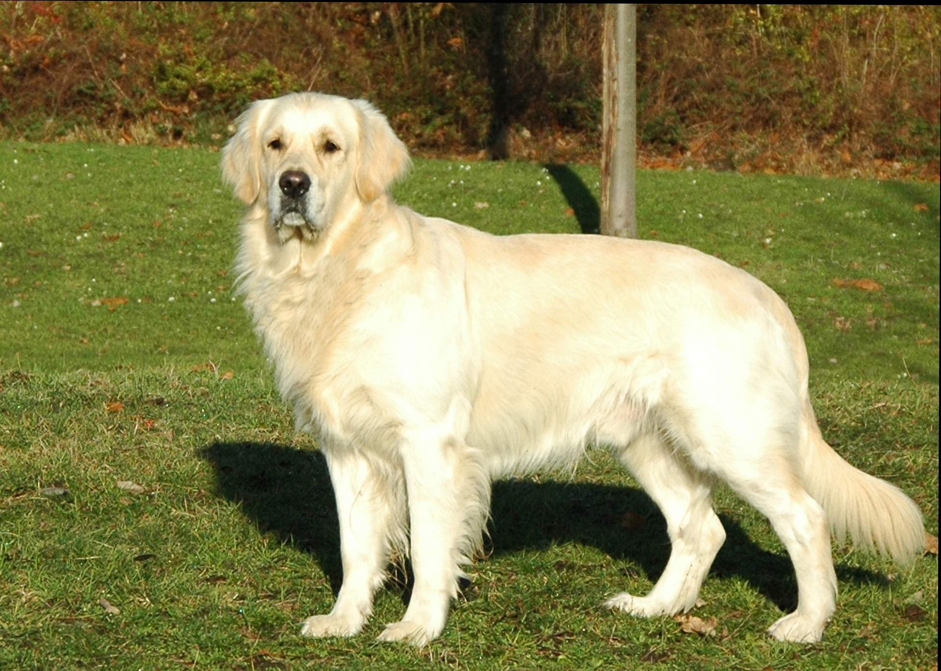 golden-retriever-1119563_1920
